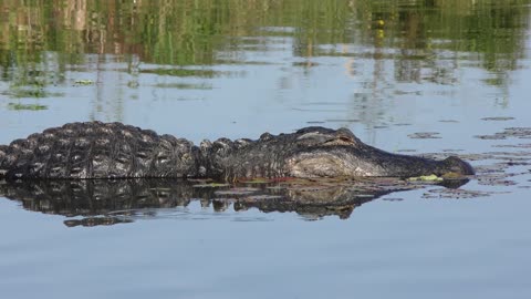 large alligator in the water