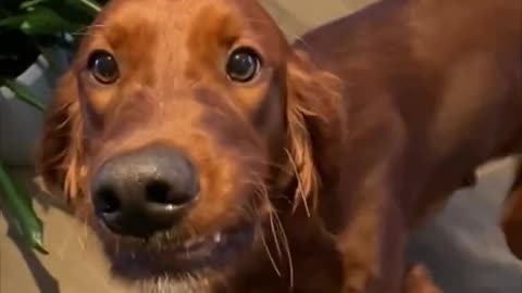 Dog shows the camera his underbite on command #Shorts