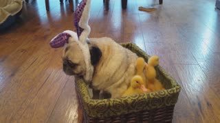 Grumpy Pug Is The Not So Proud Mother Of Baby Ducks