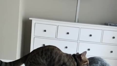 This cat shows off its pure hunting abilities