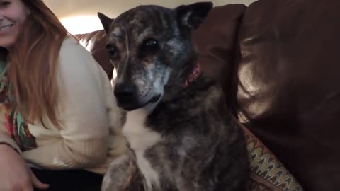 Elderly pup lets owner know exactly what she wants