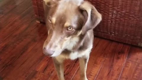 Curiously confused pup displays epic head tilts