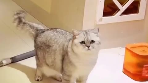 Cat Hits Cat With Swiffer Sweeper