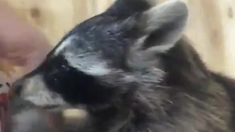 A cunning raccoon tries to steal a girl's watch