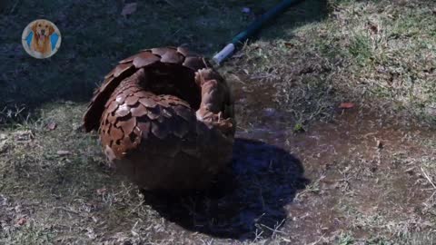 Pangolin bathing - Tomando banho -