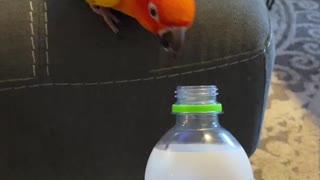 Parrot vs. water bottle: who will win?