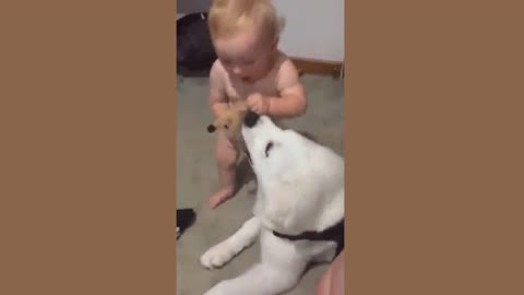 My baby is very brave and my dog is very nice