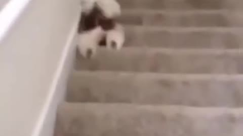 Funny Dog Rolling Down The Stairs