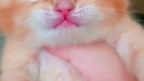 Cute cat love your mom