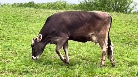 Pretty Daily Cows Grazing on Sunday