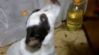 Dog is singing