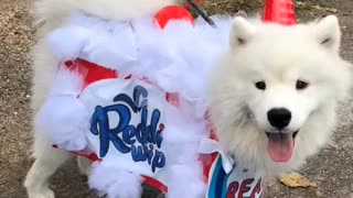 Dog Gets Ready for Halloween