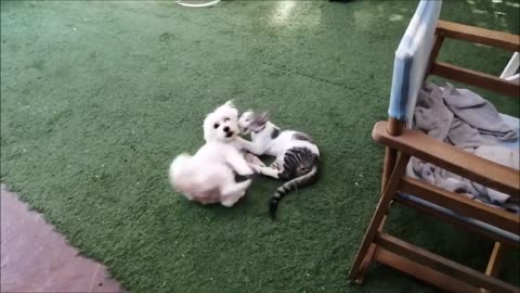 Cat and Dog playing together is the cutest thing you will see today