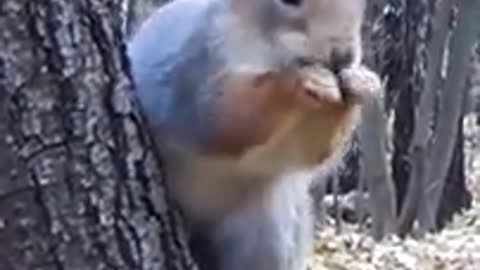 - shortsvideo- squirrel- funny- cute- tiktok- sub4sub- india- jungle- foodie