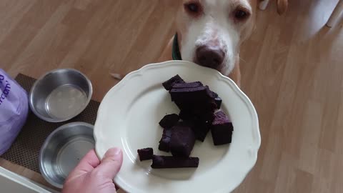 Dog eating black pudding