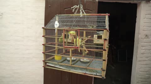 Listen and watch a very cool video of a group of parrots in the cage