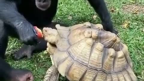 Monkee Feeding Turtle