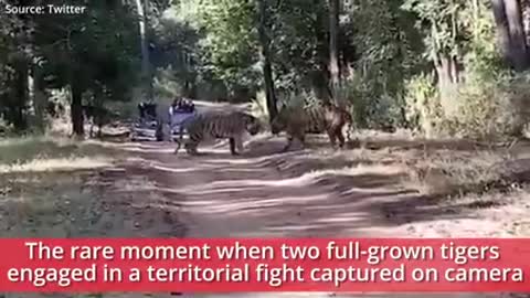 Watch full-grown Tigers 🐅🐅 engage in territorial fight..