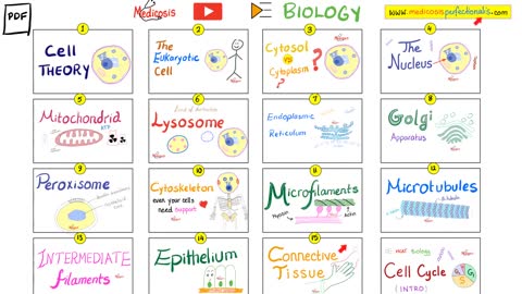 Cleavage and Blastulation | Reproduction | Biology Lectures