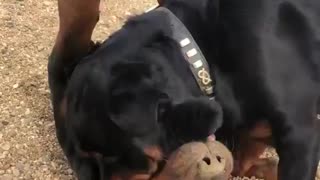 Rottweilers Training For UFC