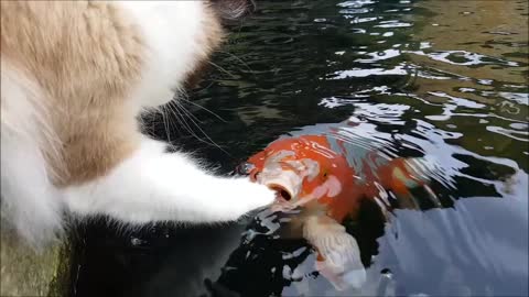 Adorable Cat Loves To Make Friends With Koi Fish