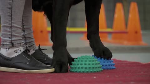 Cynologist put dog's paws at special balls for training balance