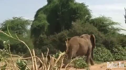 A Little Elephant walks Behind His Father.