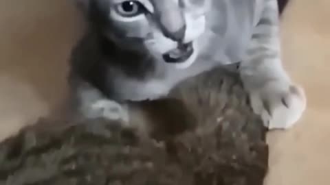 Fanny cat videos and cute cat videos