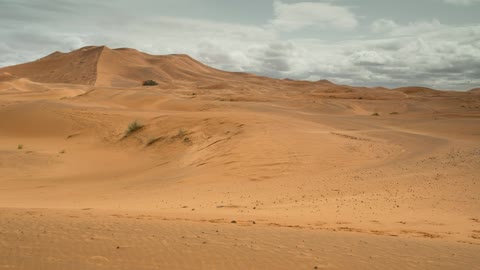 Camels walking in the desert 1#