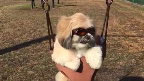 White dog in swing set wearing orange swim goggles