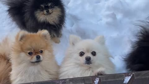 puppies in snow