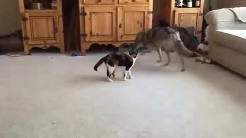 A cat playing with a wolf