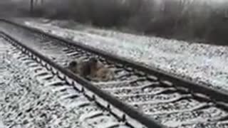 Un perro protege a su compañera lastimada antes de que un tren los pasara por encima