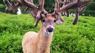 Massive 107 Point Buck