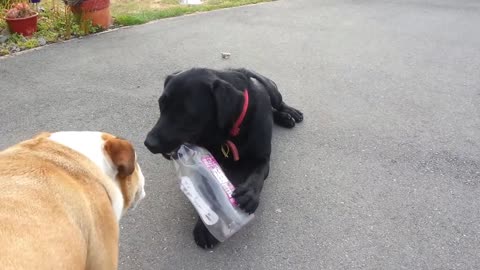 Brave English Bulldog takes on American Black Labrador