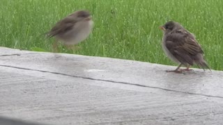 Cute baby birds love