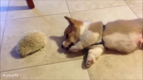 TOP Cute Corgi - Dogs Compilation