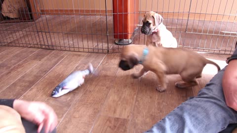 Adorable Great Dane puppy with floppy fish