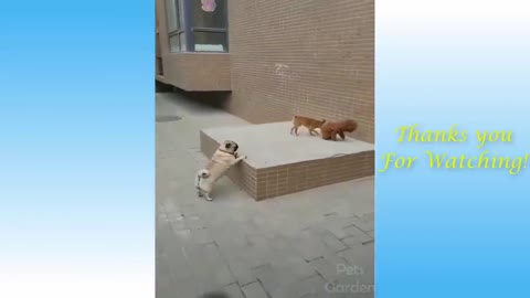 Cat and Dog kingdom