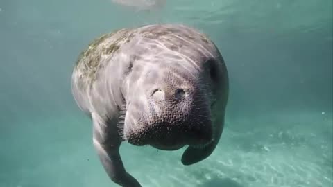 sea cows