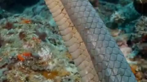 Sea snake