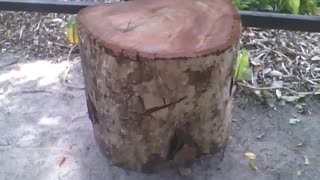 Banco feito do tronco da madeira no parque, parece firme para sentar [Nature & Animals]