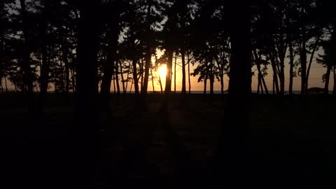 the sunset red through the pine trees 2