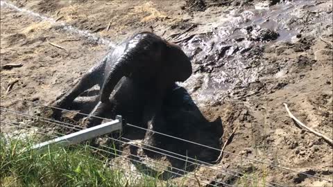 Baby elephant demands to be sprayed by hose