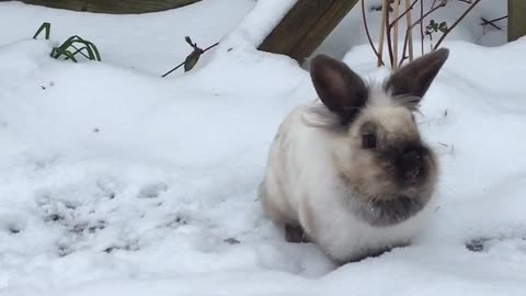 Adorable bunny leaps around in the snow!