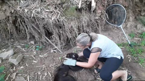 Baby Monkey Rescued and Returned to Family Group