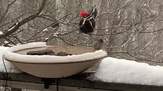 a snowy day with a pileated woodpecker