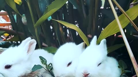 White rabbits eating grass together