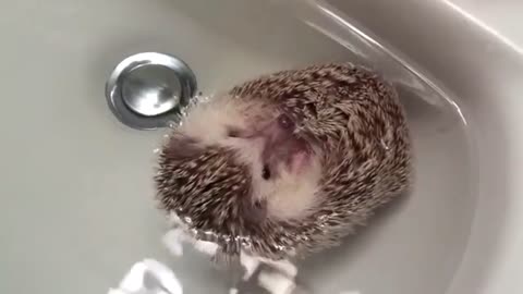 Helfunny baby hedgehog