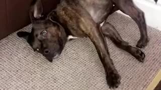 Crazy dog chills out in extremely uncomfortable way